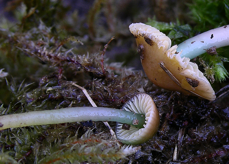 Hygrocybe psittacina.